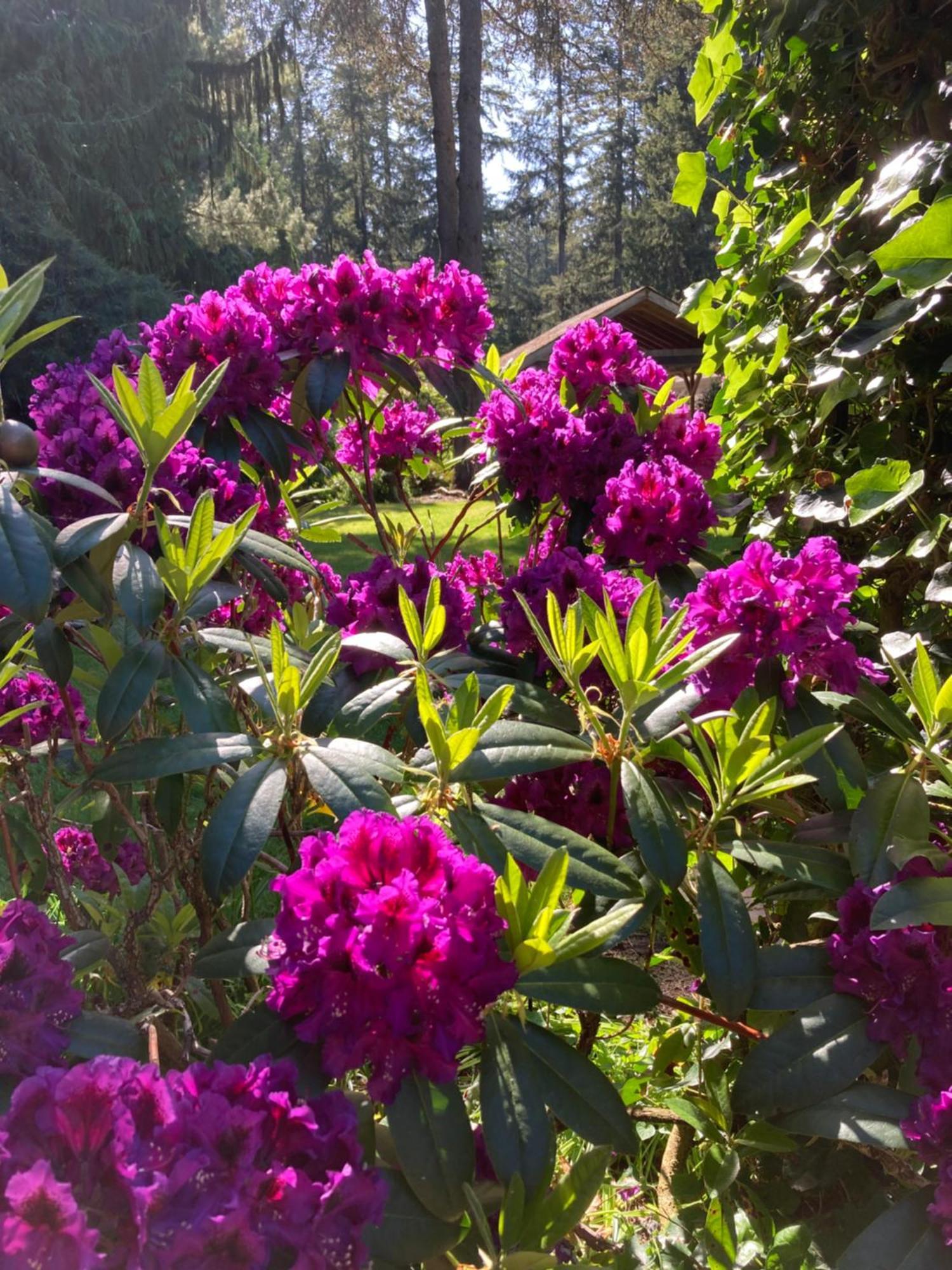 Cottage Lake Bed And Breakfast 2* Woodinville